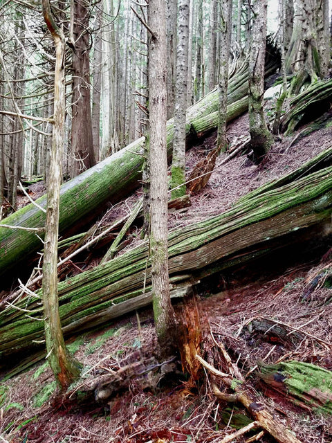Step 1: Reclaim Fallen Western Red Cedar