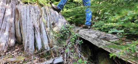 Honoring the Past, Building for the Future