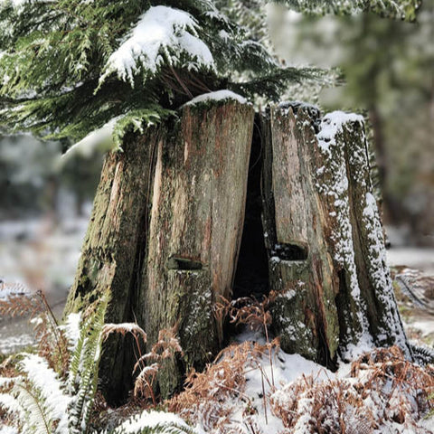 Handcrafted Cedar Furniture Rooted in Sustainability