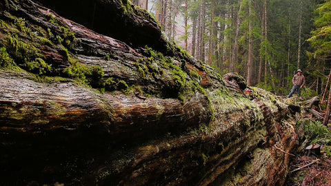 Handcrafted Cedar Furniture Rooted in Sustainability