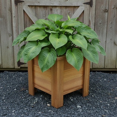 Sixteen inch square Wooden Planter Box