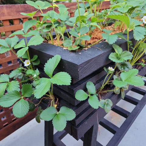 Handmade Cedar Raised Bed with Strawberries